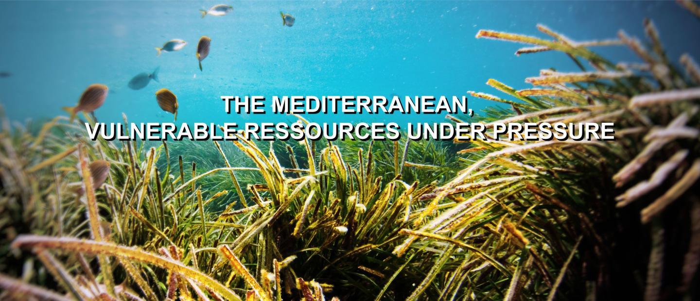 Mediterranean Header